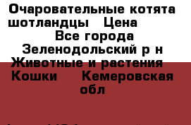 Очаровательные котята шотландцы › Цена ­ 2 000 - Все города, Зеленодольский р-н Животные и растения » Кошки   . Кемеровская обл.